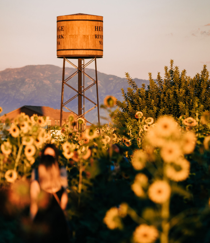Water tower and sunflowers